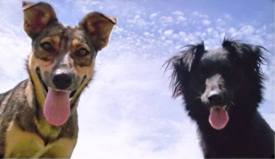 2dogs