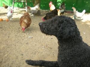 apolo gallinas