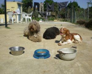 comida tumba