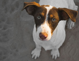 estres perro