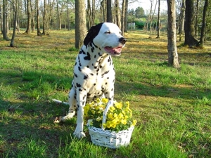 flores de bach para perros