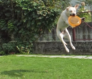 frisbee perro