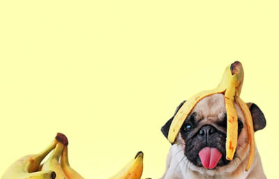 frutas perros