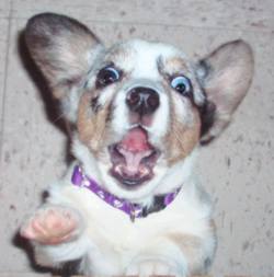 perro con miedo