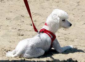 perro verano