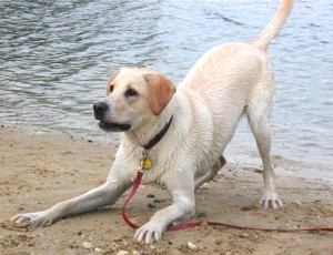 perro juego