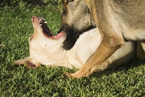 perros reactivos