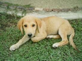 puppy2