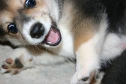 puppy3