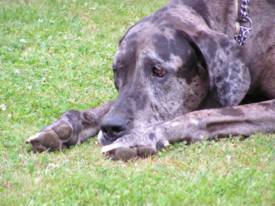 sad dog