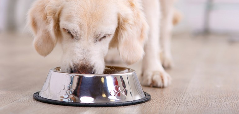 gustos caninos