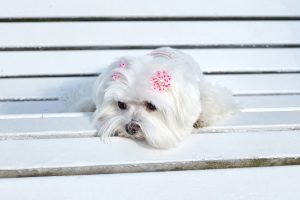 Cachorro bichon maltes
