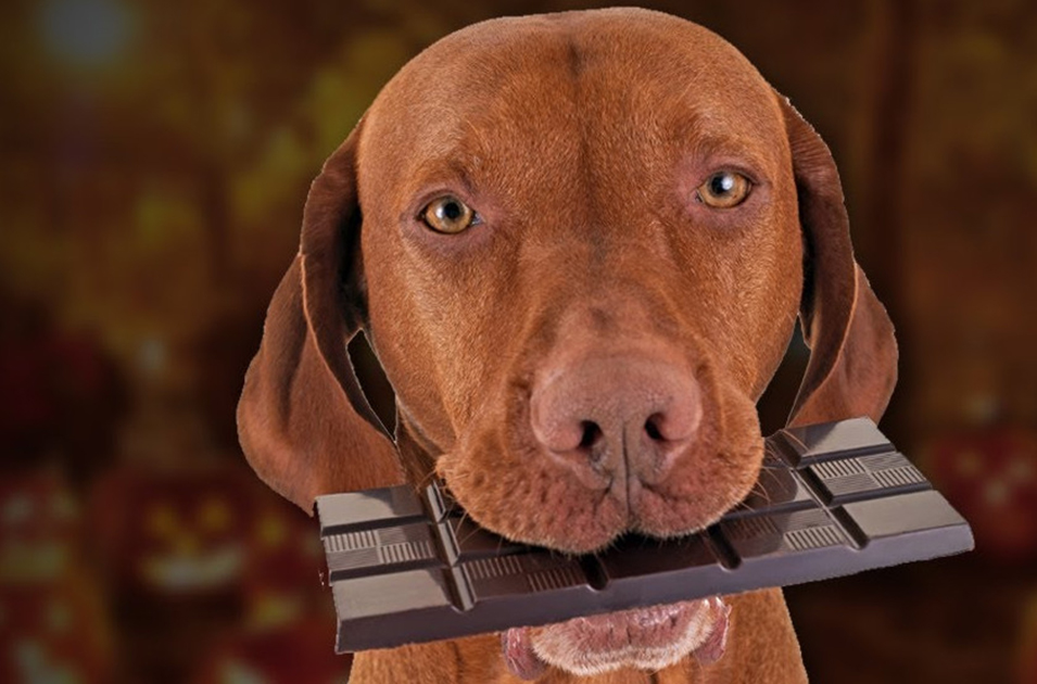 perros y chocolate