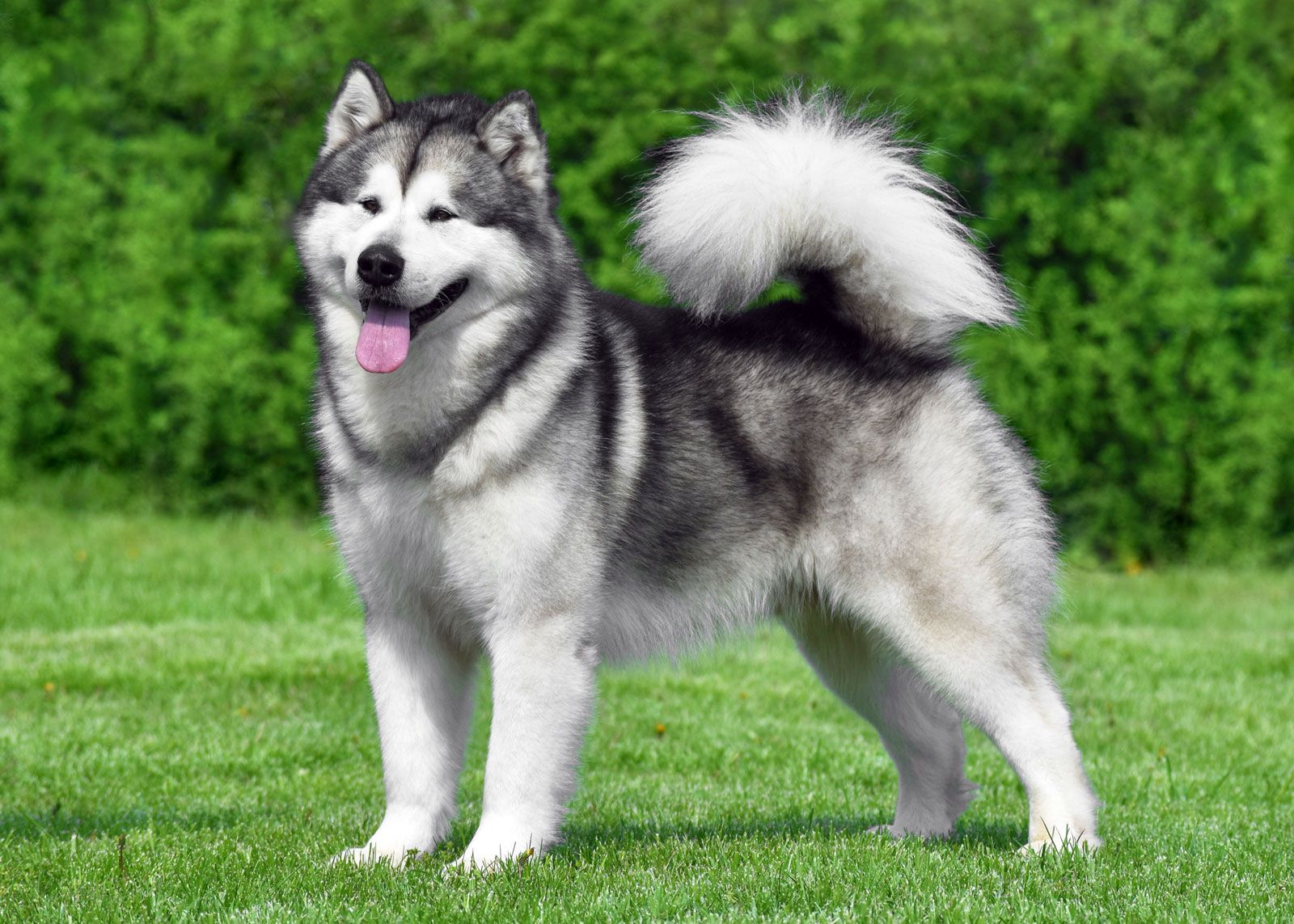 alaskan malamute