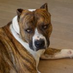 american-staffordshire