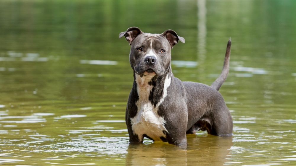 american staffordshire