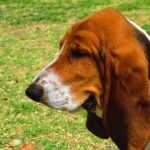 ¿Cómo Bañar a un Perro Basset Hound? Consejos y Trucos Para Una Experiencia Segura y Eficaz