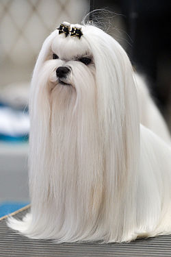 bichon maltes