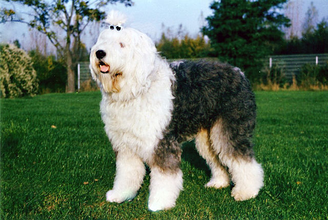 bobtail