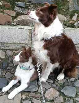 border collie (1) (1)