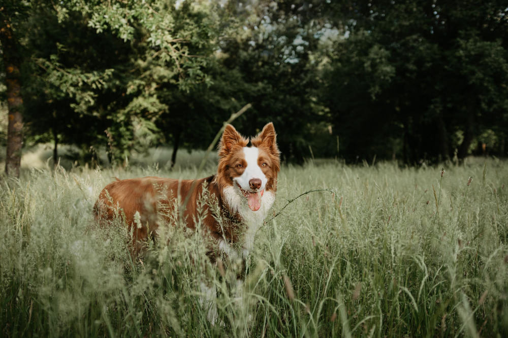 border collie campo