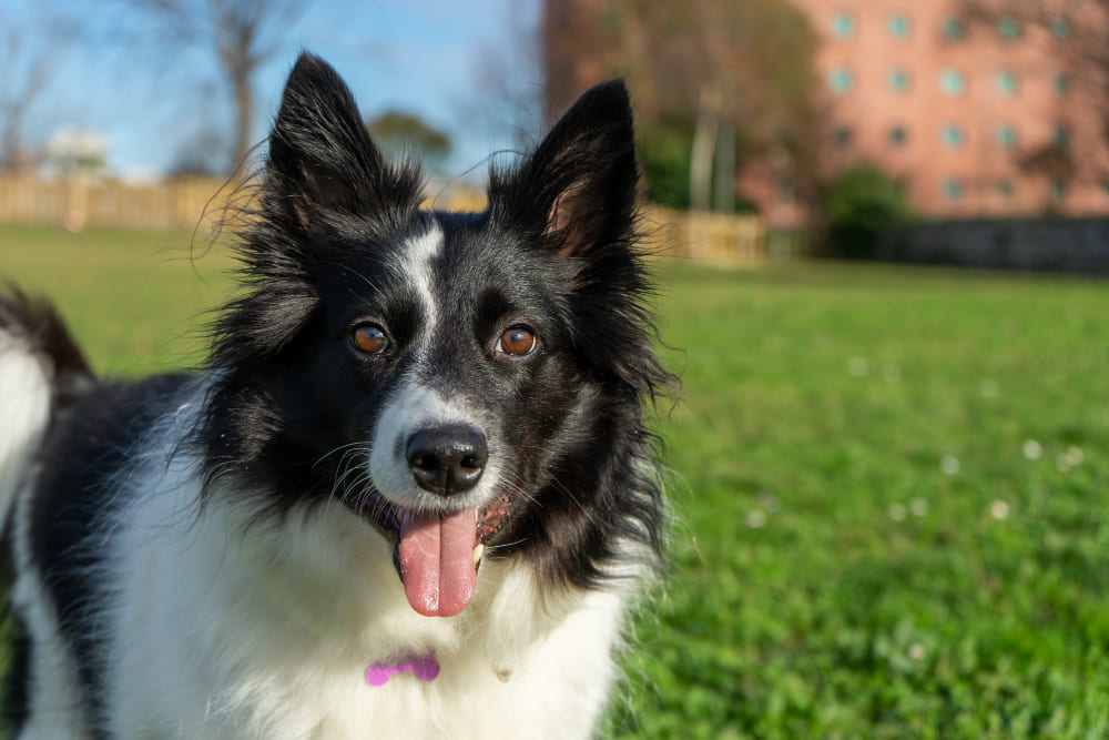 border collie