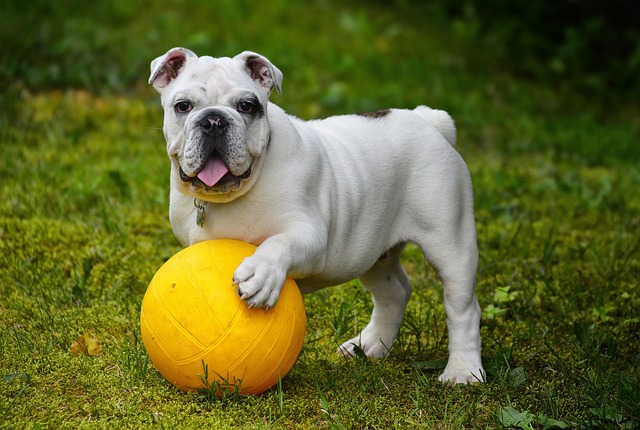 bulldog ingles 18