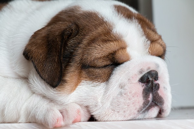 bulldog ingles 22