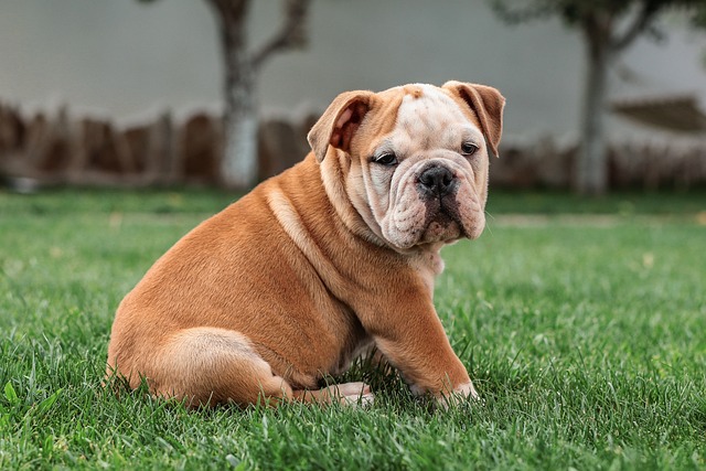 bulldog ingles 25