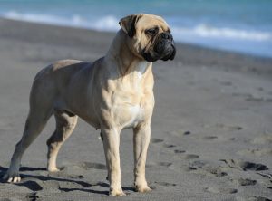 Bullmastiff en la playa de gandia