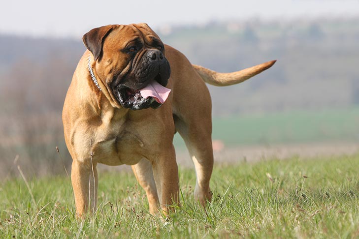 bullmastiffs