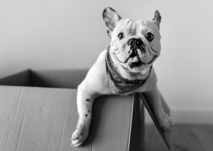 Bulldog en la casa de campo