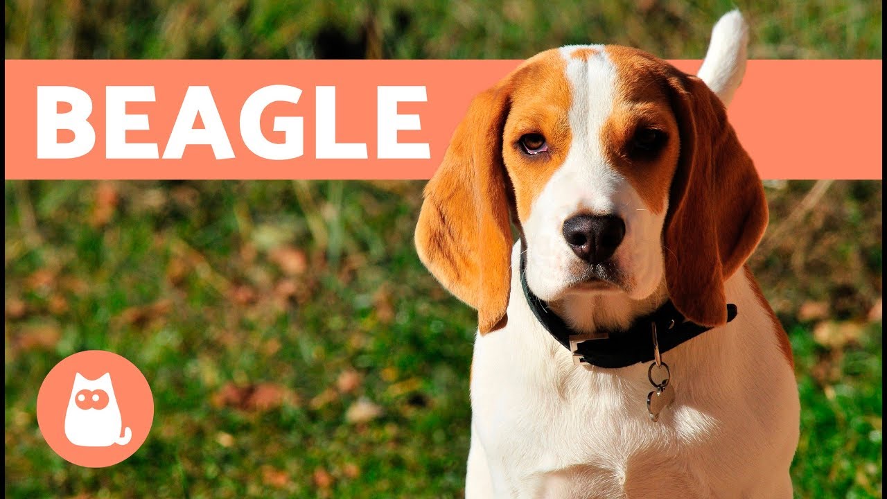 Conoce a fondo al perro Beagle: historia, características y cuidados
