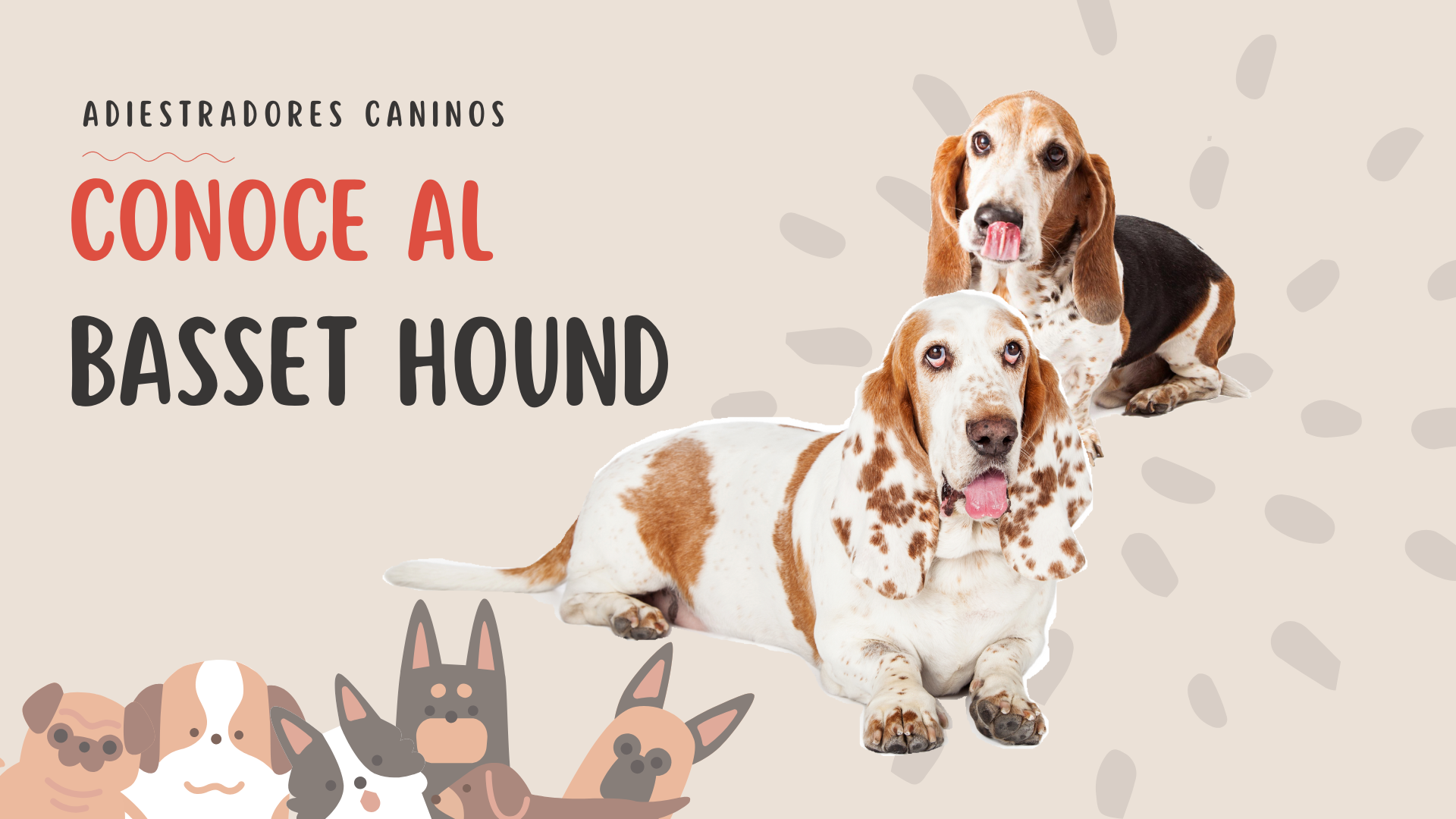 conoce al basset hound