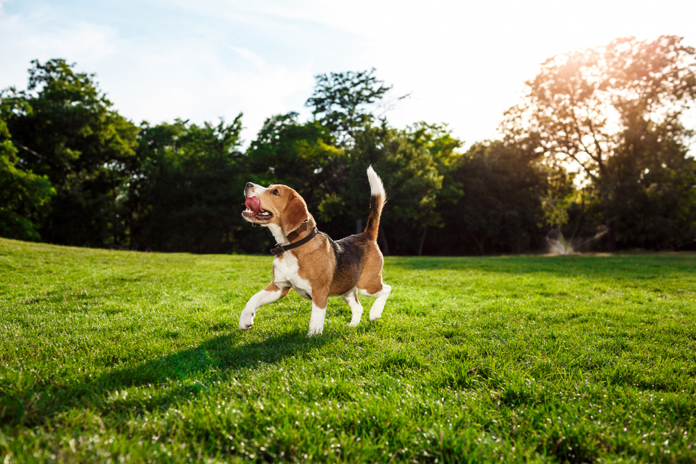 funny happy beagle dog walking playing in park