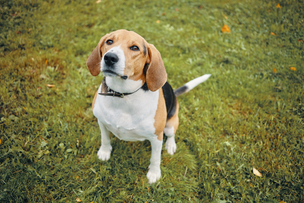 isolated top view picture of cute beagle dog playing on green grass outdoors in park on sunny day looking up attentively waiting for command from its owner adorable tricolor puppy on walk