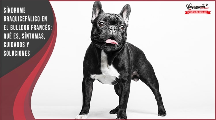 que es el sindrome de bulldog