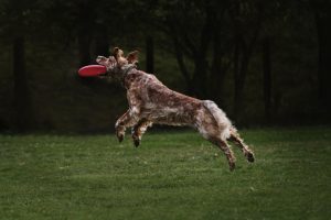 setter jugando