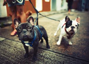 paseando con mis bulldogs