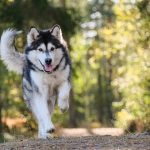 ¿Cuántas Razas de Perros Alaska Existen?