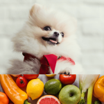 ¿Cuáles Son Los Alimentos Prohibidos Para Los Bichones Malteses?