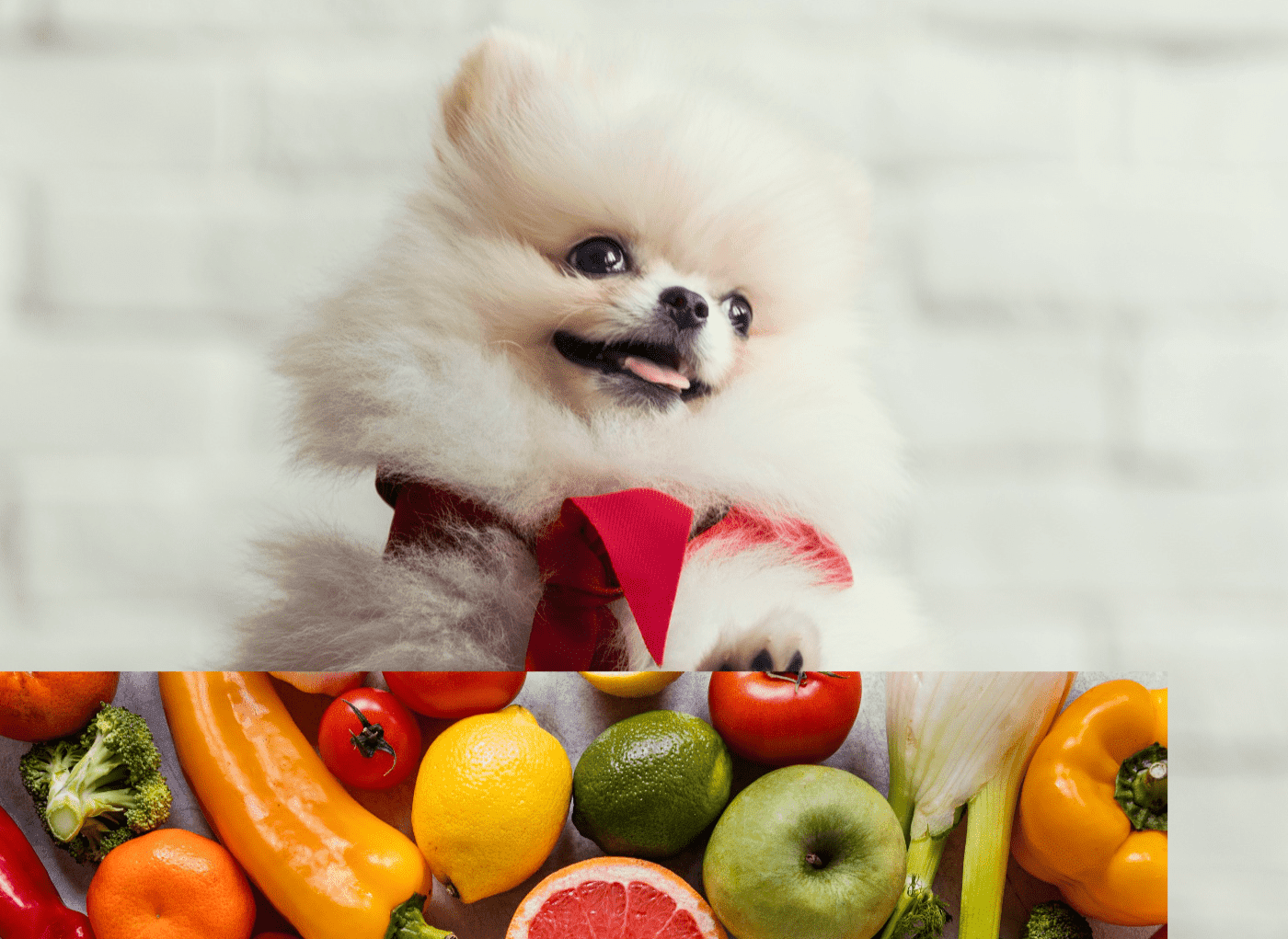 alimentos prohibidos bichonmaltes 1