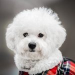 ¿Es Beneficioso Para Mi Bichón Maltés Tener Un Compañero de Juego?
