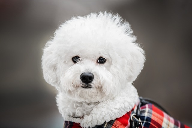 bichon maltes