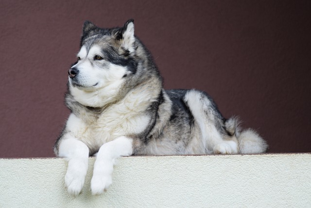 alaskan malamute 1