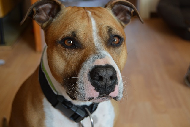american staffordshire 3