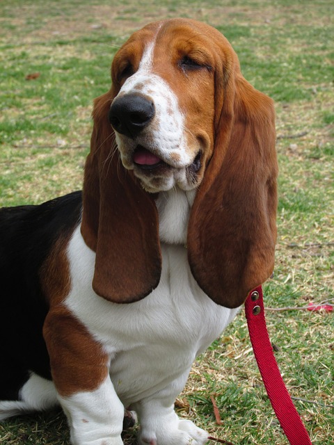 basset hound 1