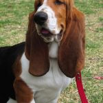 "¿Cómo Puedo Preparar a mi Basset Hound para el Invierno? Tips y Consejos para Mantenerlo Sano y Feliz"