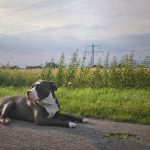 ¿Cuál es la mejor dieta para un American Bully?