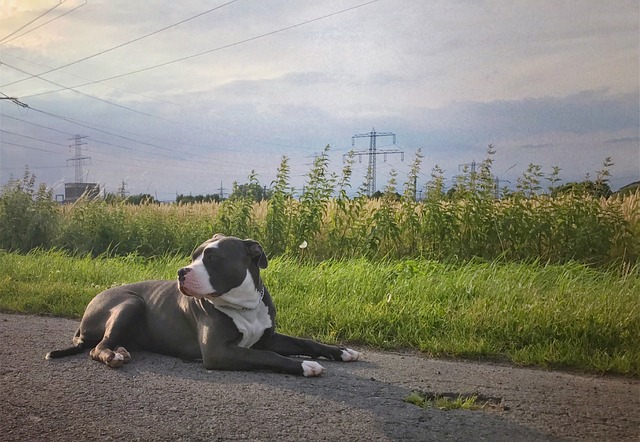 american bully 1